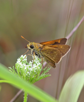 Crossline Skipper male